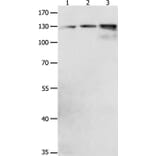 CDH1 Antibody from Signalway Antibody (36994) - Antibodies.com