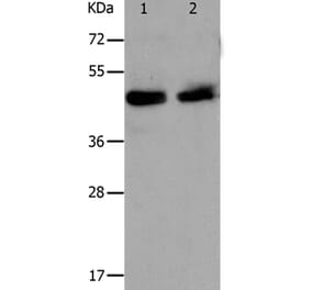 PAWR Antibody from Signalway Antibody (37011) - Antibodies.com