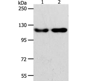 ABL2 Antibody from Signalway Antibody (37077) - Antibodies.com
