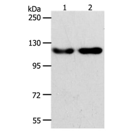 ABL2 Antibody from Signalway Antibody (37077) - Antibodies.com