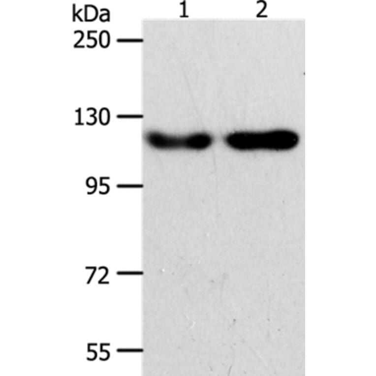 ABL2 Antibody from Signalway Antibody (37077) - Antibodies.com