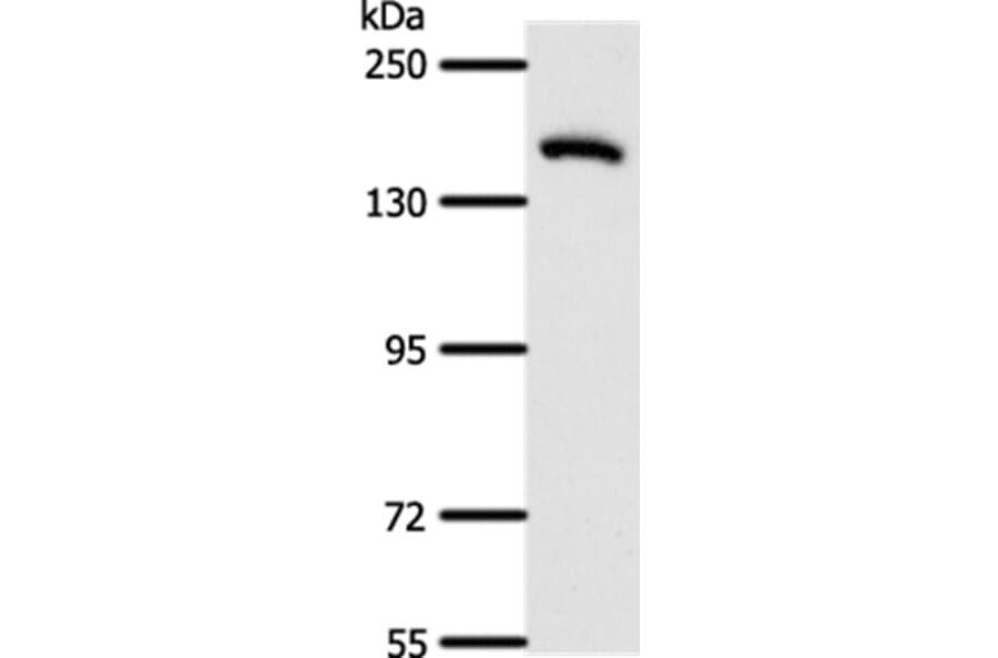 AFF2 Antibody from Signalway Antibody (37087) - Antibodies.com