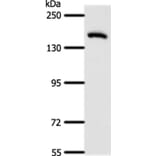 AFF2 Antibody from Signalway Antibody (37087) - Antibodies.com