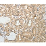 Immunohistochemistry - AFF2 Antibody from Signalway Antibody (37087) - Antibodies.com