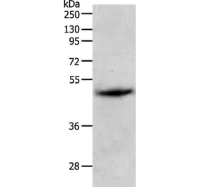 PGA4 Antibody from Signalway Antibody (37104) - Antibodies.com