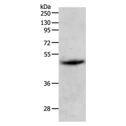 PGA4 Antibody from Signalway Antibody (37104) - Antibodies.com
