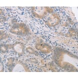 Immunohistochemistry - PGA4 Antibody from Signalway Antibody (37104) - Antibodies.com