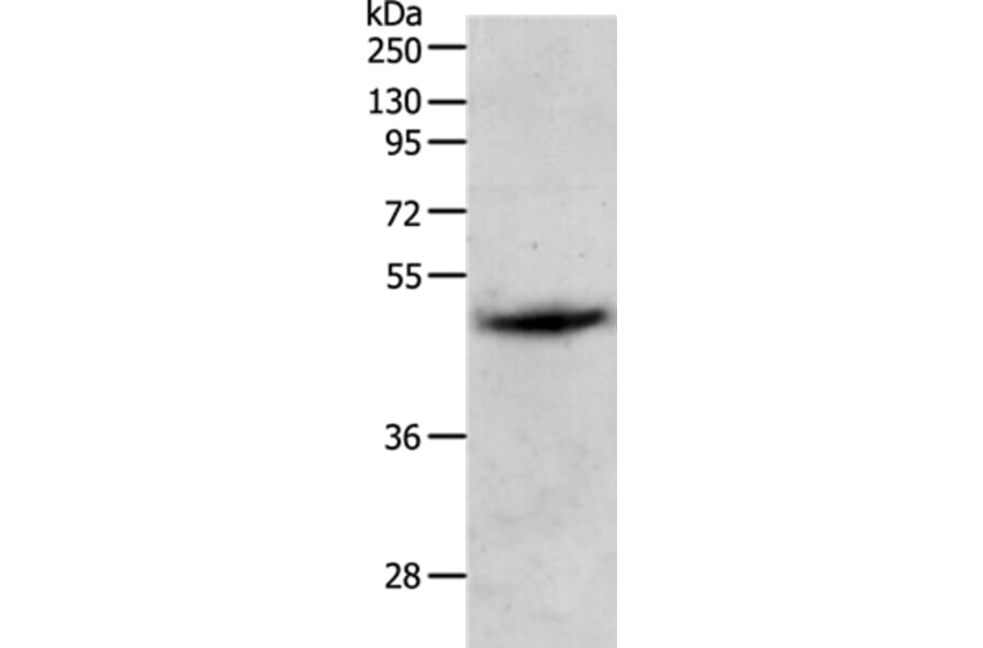 PGA5 Antibody from Signalway Antibody (37105) - Antibodies.com