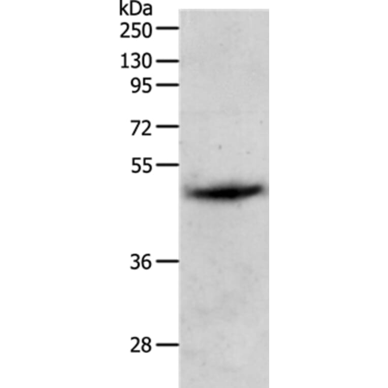 PGA5 Antibody from Signalway Antibody (37105) - Antibodies.com