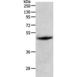 PGA5 Antibody from Signalway Antibody (37105) - Antibodies.com