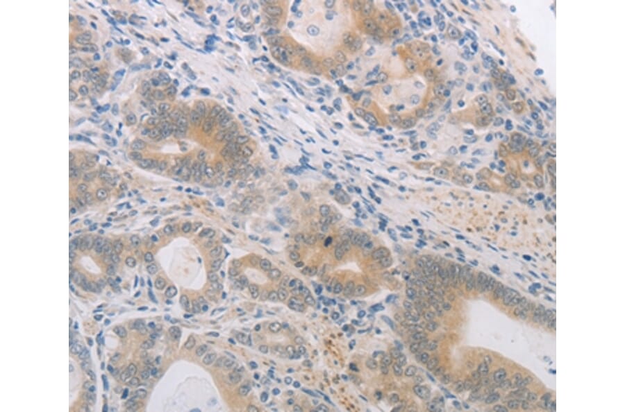 Immunohistochemistry - PGA5 Antibody from Signalway Antibody (37105) - Antibodies.com
