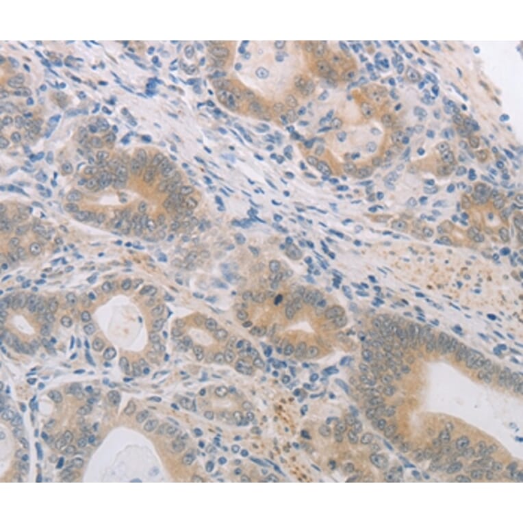 Immunohistochemistry - PGA5 Antibody from Signalway Antibody (37105) - Antibodies.com