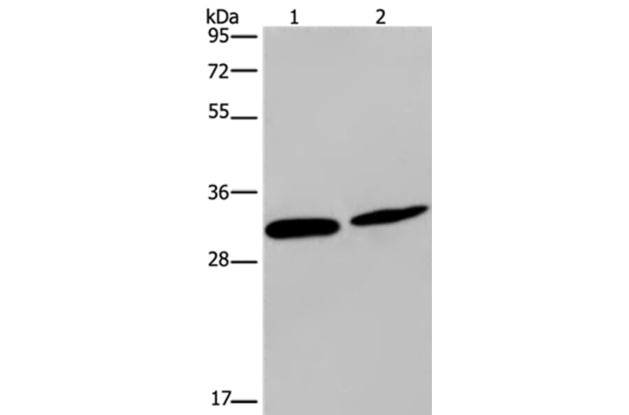 GJB4 Antibody from Signalway Antibody (37120) - Antibodies.com