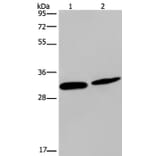 GJB4 Antibody from Signalway Antibody (37120) - Antibodies.com