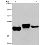 SGK2 Antibody from Signalway Antibody (37136) - Antibodies.com
