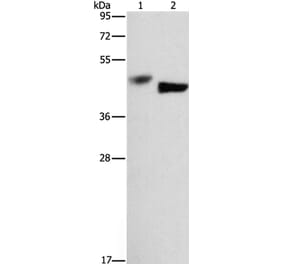 BCL3 Antibody from Signalway Antibody (37149) - Antibodies.com