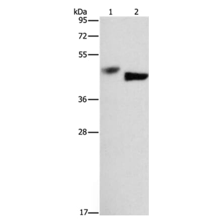 BCL3 Antibody from Signalway Antibody (37149) - Antibodies.com