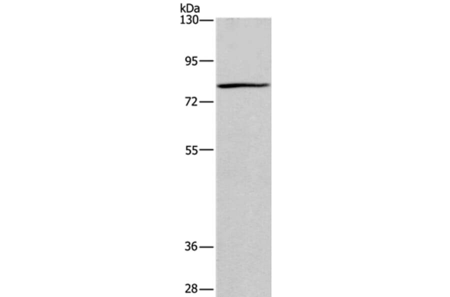 BCL6 Antibody from Signalway Antibody (37150) - Antibodies.com