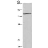 BCL6 Antibody from Signalway Antibody (37150) - Antibodies.com