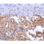 Immunohistochemistry - ANO1 Antibody from Signalway Antibody (37167) - Antibodies.com
