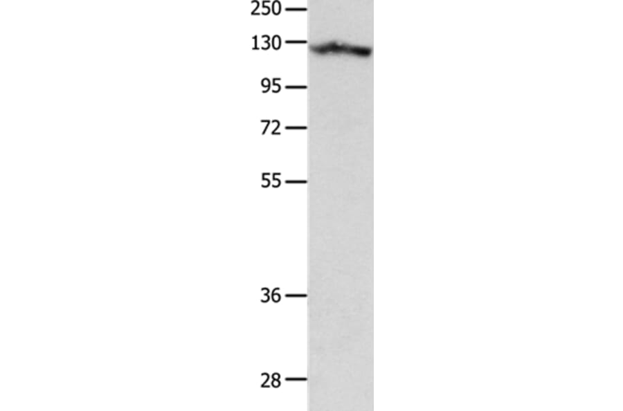 MCAM Antibody from Signalway Antibody (37174) - Antibodies.com