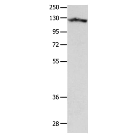 MCAM Antibody from Signalway Antibody (37174) - Antibodies.com