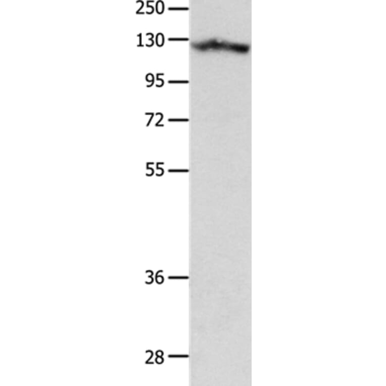 MCAM Antibody from Signalway Antibody (37174) - Antibodies.com