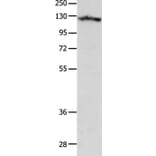 MCAM Antibody from Signalway Antibody (37174) - Antibodies.com