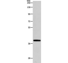 RTN4 Antibody from Signalway Antibody (37191) - Antibodies.com