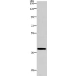 RTN4 Antibody from Signalway Antibody (37191) - Antibodies.com