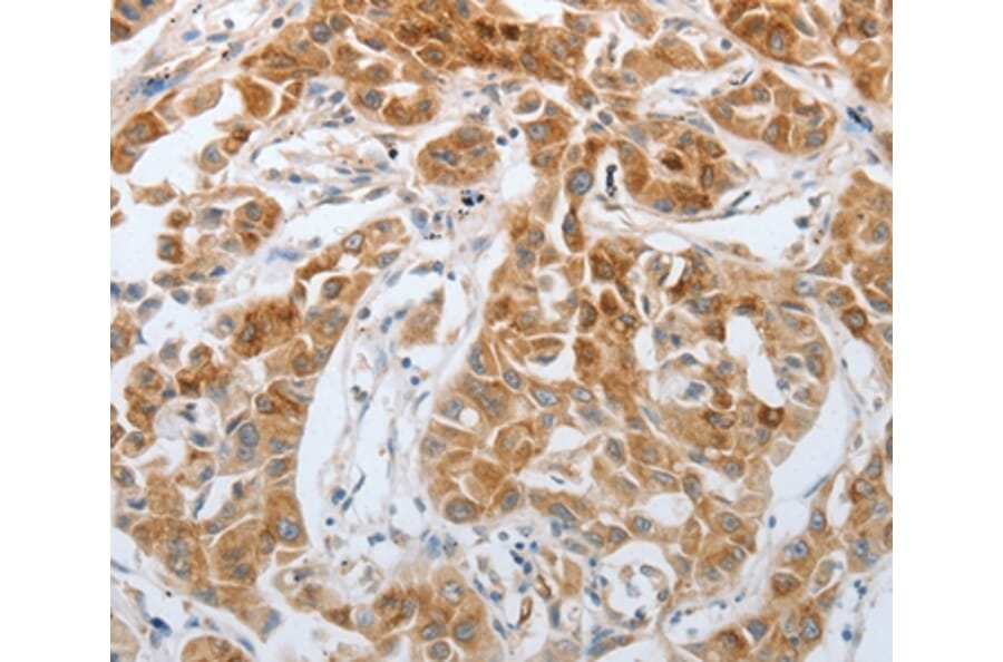 Immunohistochemistry - RTN4 Antibody from Signalway Antibody (37191) - Antibodies.com