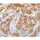 Immunohistochemistry - RTN4 Antibody from Signalway Antibody (37191) - Antibodies.com