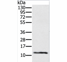 Ly6a Antibody from Signalway Antibody (37285) - Antibodies.com