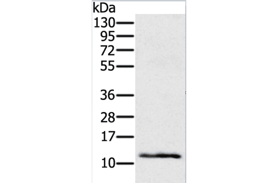 Ly6a Antibody from Signalway Antibody (37285) - Antibodies.com