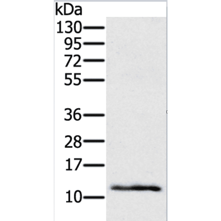 Ly6a Antibody from Signalway Antibody (37285) - Antibodies.com