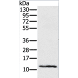 Ly6a Antibody from Signalway Antibody (37285) - Antibodies.com