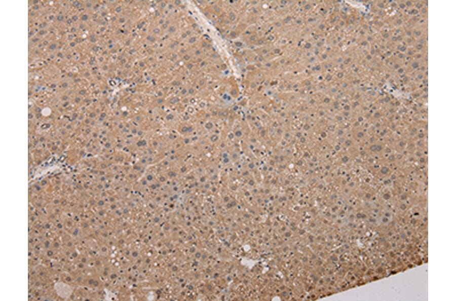 Immunohistochemistry - Ly6a Antibody from Signalway Antibody (37285) - Antibodies.com