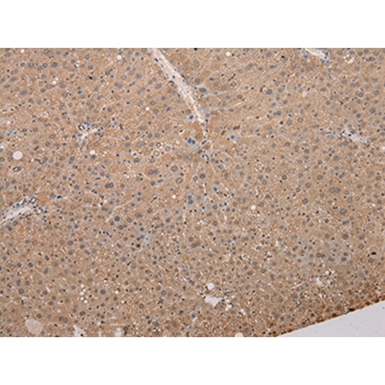 Immunohistochemistry - Ly6a Antibody from Signalway Antibody (37285) - Antibodies.com