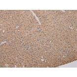 Immunohistochemistry - Ly6a Antibody from Signalway Antibody (37285) - Antibodies.com