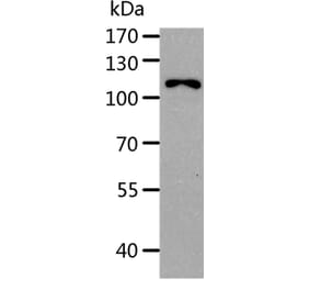 AARS Antibody from Signalway Antibody (37323) - Antibodies.com