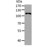 AARS Antibody from Signalway Antibody (37323) - Antibodies.com