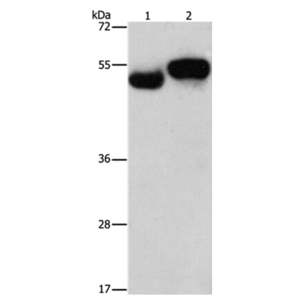 AMZ1 Antibody from Signalway Antibody (37348) - Antibodies.com