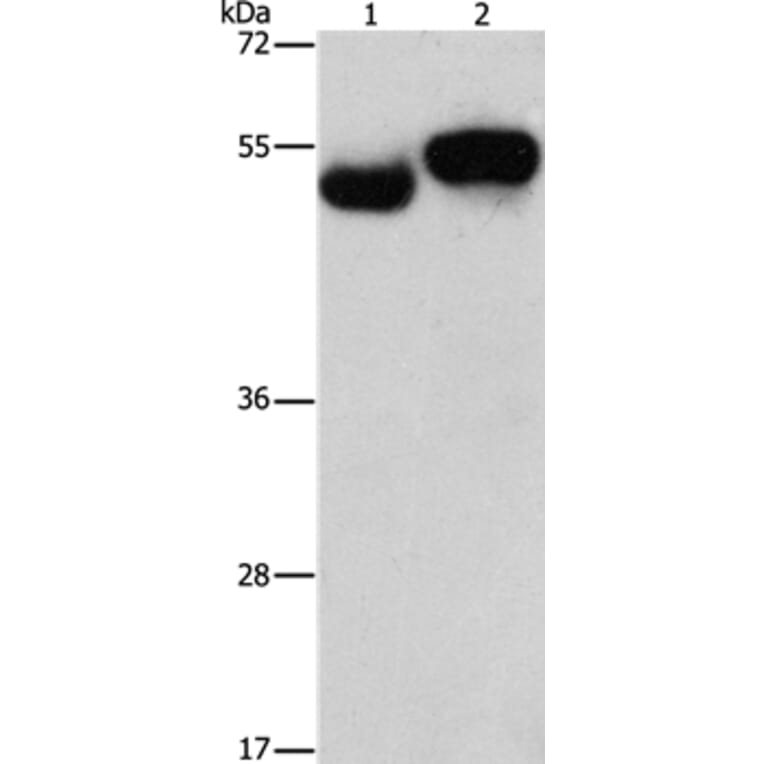 AMZ1 Antibody from Signalway Antibody (37348) - Antibodies.com