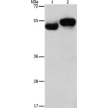 AMZ1 Antibody from Signalway Antibody (37348) - Antibodies.com