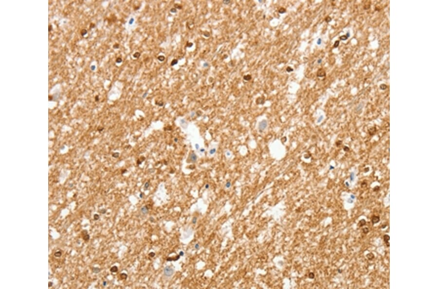 Immunohistochemistry - AMZ1 Antibody from Signalway Antibody (37348) - Antibodies.com
