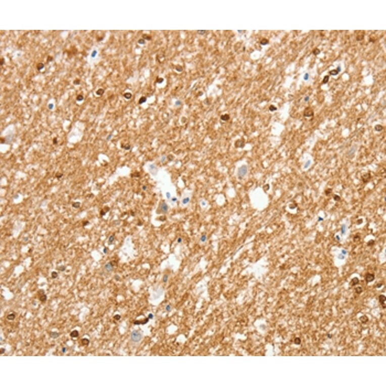 Immunohistochemistry - AMZ1 Antibody from Signalway Antibody (37348) - Antibodies.com