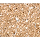 Immunohistochemistry - AMZ1 Antibody from Signalway Antibody (37348) - Antibodies.com