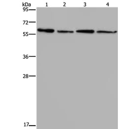 ART4 Antibody from Signalway Antibody (37354) - Antibodies.com
