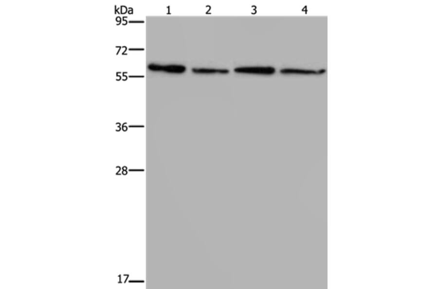 ART4 Antibody from Signalway Antibody (37354) - Antibodies.com