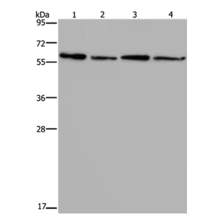 ART4 Antibody from Signalway Antibody (37354) - Antibodies.com